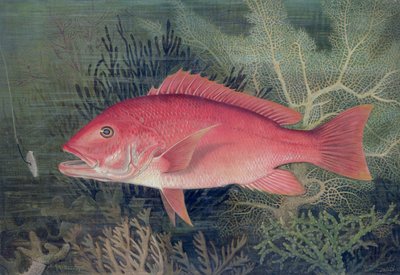 Red Snapper, from 